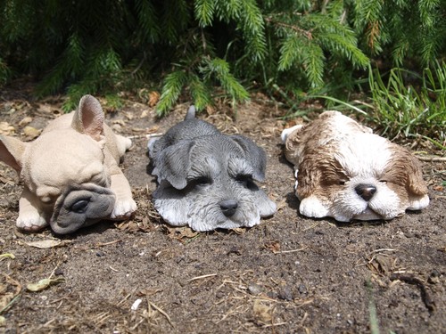 Bulldogge shih tzu schnauzer - bulldogge,