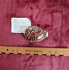 ## riesige Cypraea tigris -  XXL -  "Monster" -  11,2 cm ! - Sammlung ##