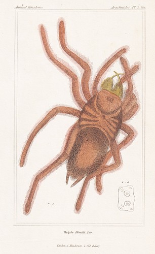 Mygale blondii vogelspinnen - blondii,
