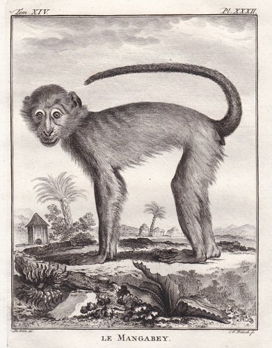 Mangabey mangaben affen - mangaben,