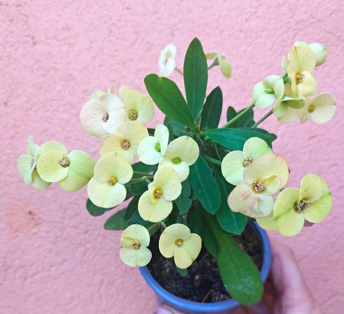 Christusdorn - , (euphorbia)