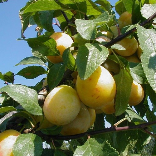 Bellamira robuste - bellamira,