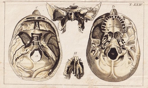 Schädel skull skelett - schädel,