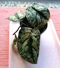 Scindapsus Pictus Exotica