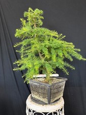 Lärche Bonsai Prebonsai