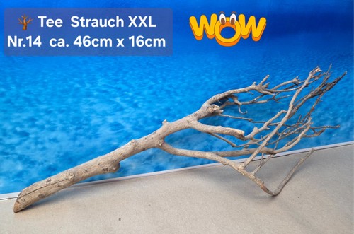 Xxl tee strauch - 🪴, aquarium