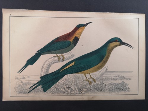 Altkolorierte lithographie von - altkolorierte,