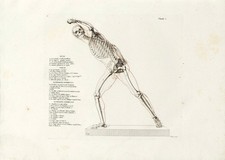 Anatomisches Skelett Wandkunst