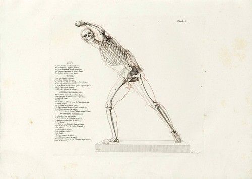 Anatomisches skelett wandkunst - anatomisches,