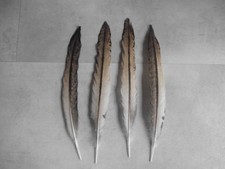 4 braun-bunte Pfauenfedern , 31 cm  lang, Hutfedern