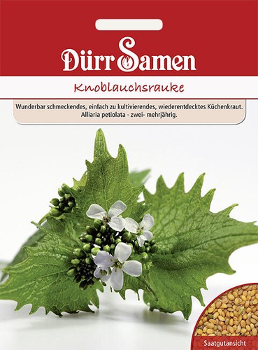 Knoblauchrauke saatgut von - knoblauchrauke,