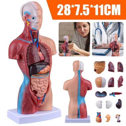 Torso körpermodell herz - torso,