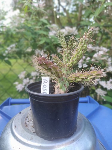 Cylindropuntia imbricata