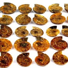 Ammoniten Paare poliert Ø 30