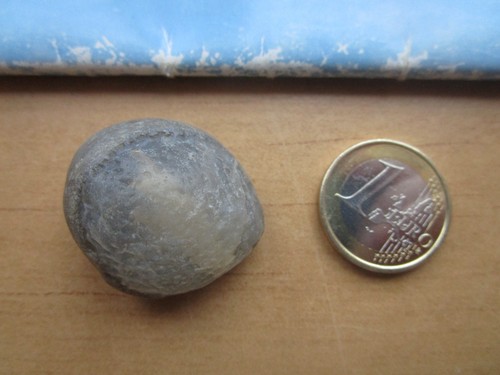 Versteinerter seeigel mit - versteinerter,