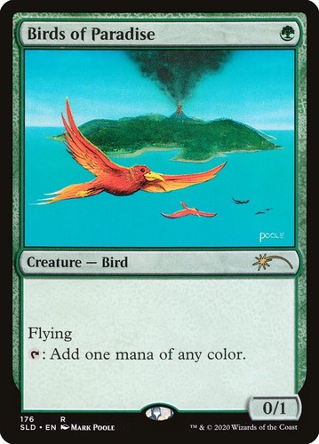 Birds paradise secret - birds,