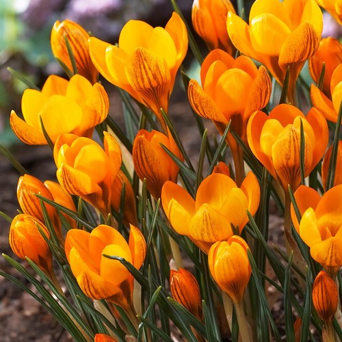 Botanischer krokus zwiebeln - botanischer,