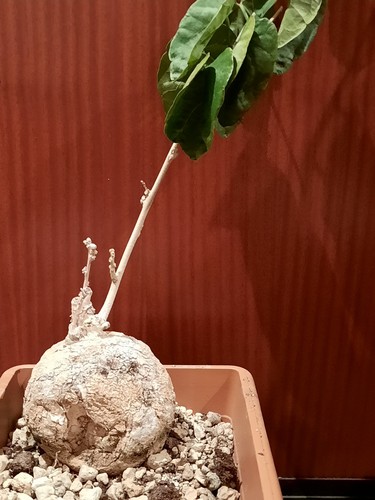 Pyrenacantha malvifolia - ,