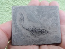 Jungtier - Keichousaurus hui