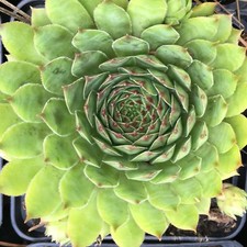  Blumixx Stauden Sempervivum