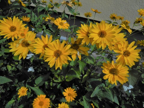 Sonnenhut gelb rubeckia - gelb,