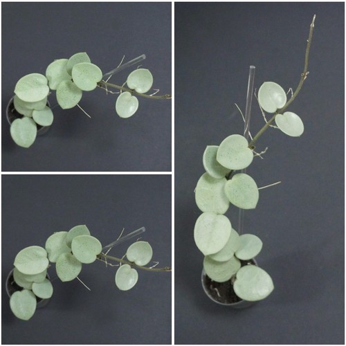 Hoya mathilde grey fairy - hoya, rare