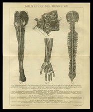 Original Holzstich 1885