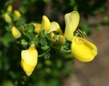 Gelber Ginster Luna - Cytisus