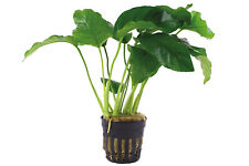 Anubias barteri var. barteri Aquariumpflanze Wasserpflanzen Hintergrundpflanze