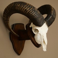 Mufflon (Ovis gmelini musimon)