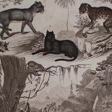 Raubkatzen Südamerika