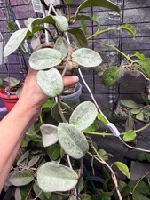 Hoya Nova Ghost Silver plant
