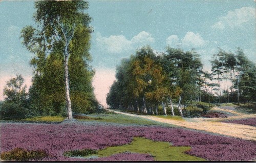 Heidelandschaft sage 1918 - ak,
