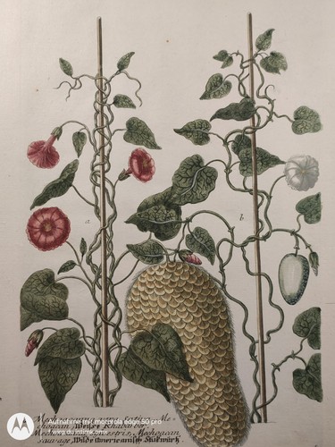 1742 weinmann - 1742,
