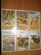 Hoyer , Serie 87 , " Paarhufer