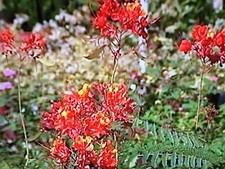 PRIDE OF BARBADOS (Caesalpinia