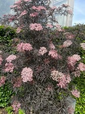 Sambucus nigra 'Black Lace' ®, schwarz roter Holunder, 60-70cm 3 jährig