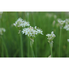 Allium tuberosum -