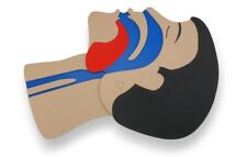 Kopfschnittmodell Erwachsener für die Erste Hilfe Ausbildung / Anatomiemodell