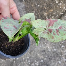 Milk Syngonium