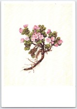 Draba pyrenaica daffinger - draba,