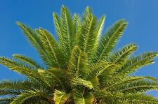 SAMEN Palmensamen Topfpflanze Zimmerpflanze Gewächshaus Wintergarten DATTELPALME