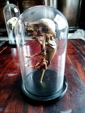 Wildschwein Fötus Plastinat