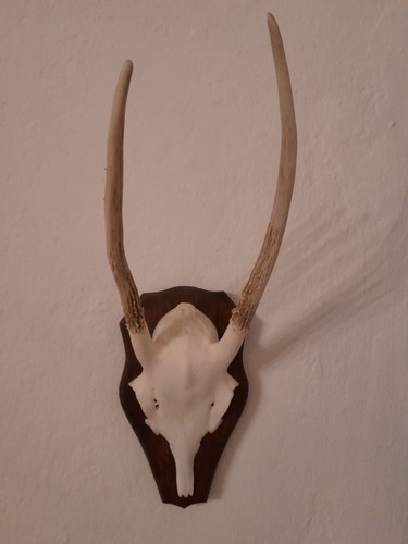 Sika hirsch - hirsch, geweih