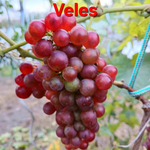 Weintrauben rose samen kerne - rose,