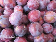 Pflaumenbaum königin - pflaumenbaum, 'königin