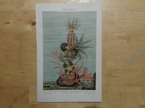 Orig chromolithographie - orig.(1894),