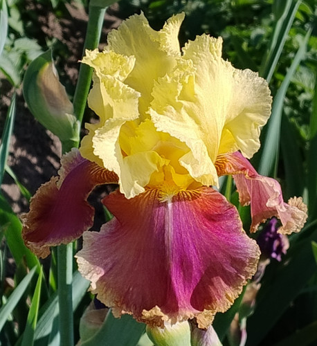 Fächer rhizome hohe - 3,