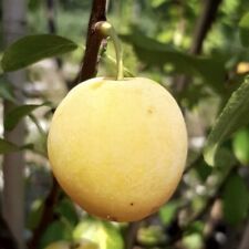 Oullins Reneklode Buschbaum