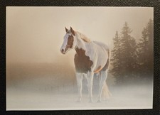 Pferdepostkarte, AK Pferde, Pferdepostkarten Bolanz Lewitzer Schecke